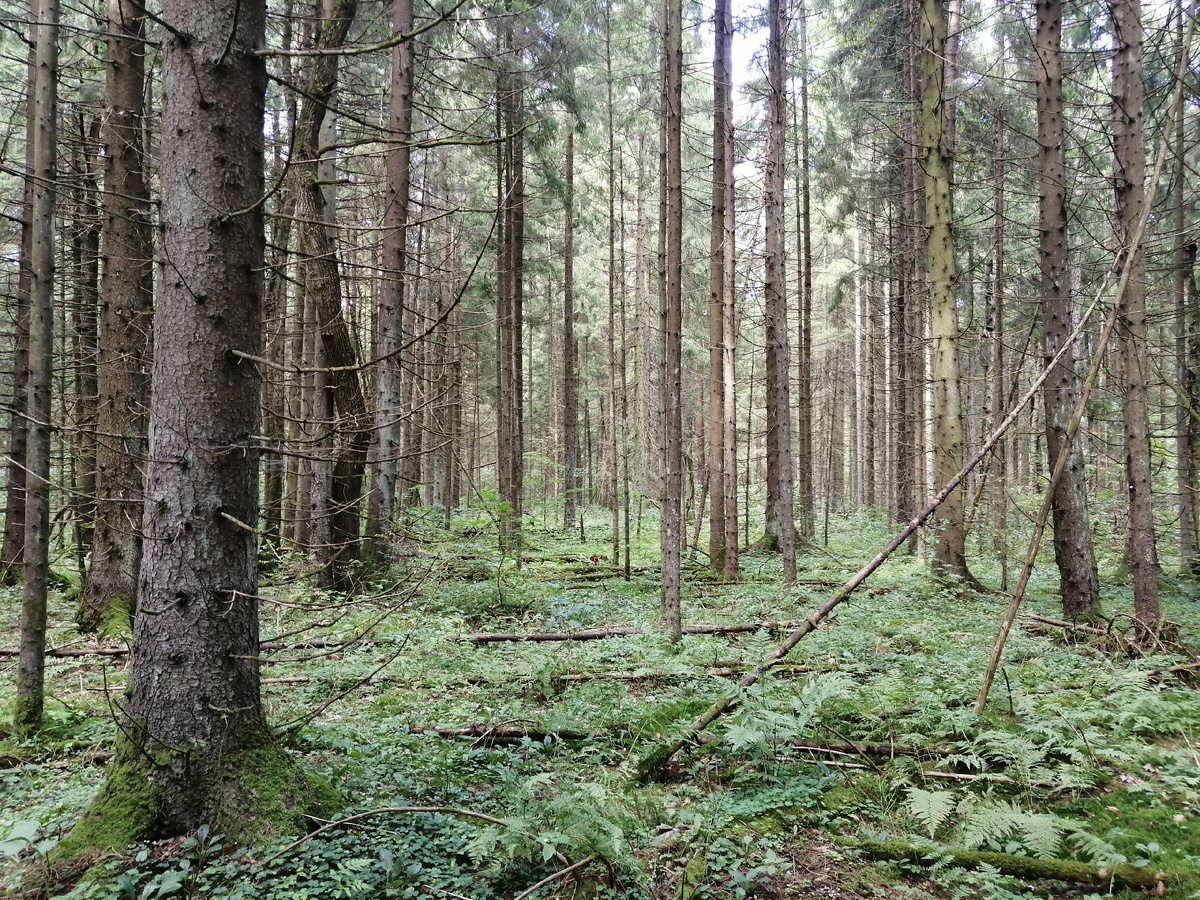 В лесу. Фото автора