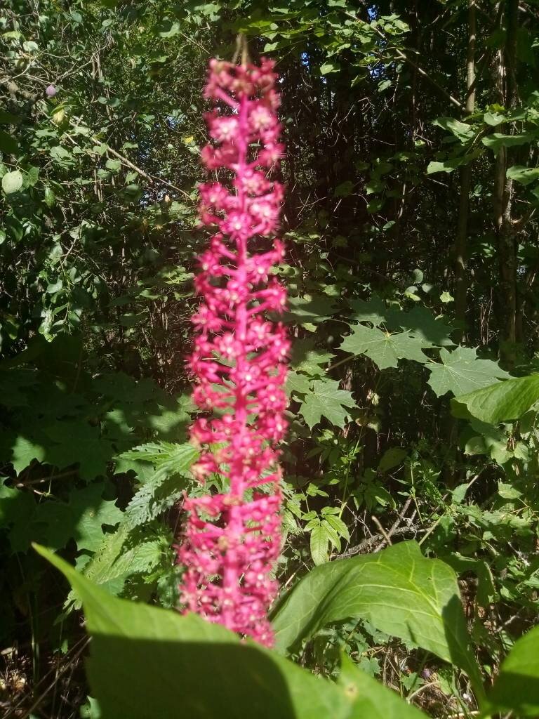 Фото котов я сделать не смог по описанной ниже причине. Но вот тоже красивое фото, как раз с места происшествия, - у ворот.