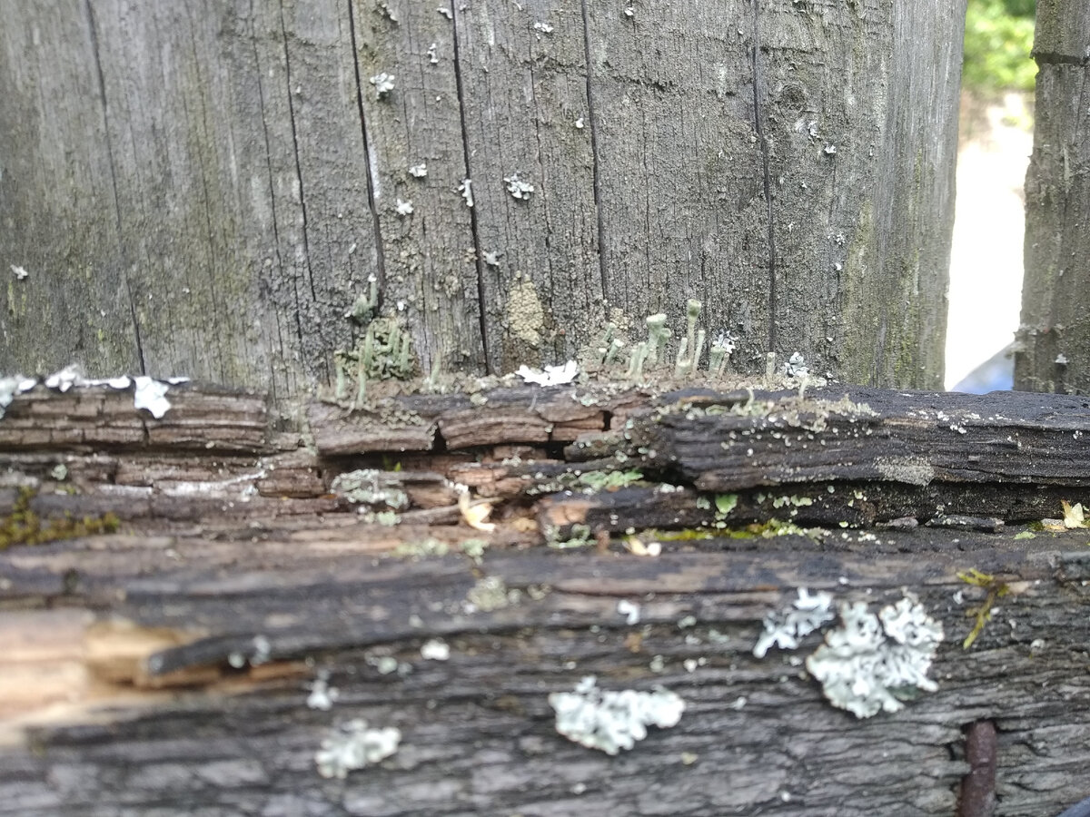 Старый забор живёт своей жизнью