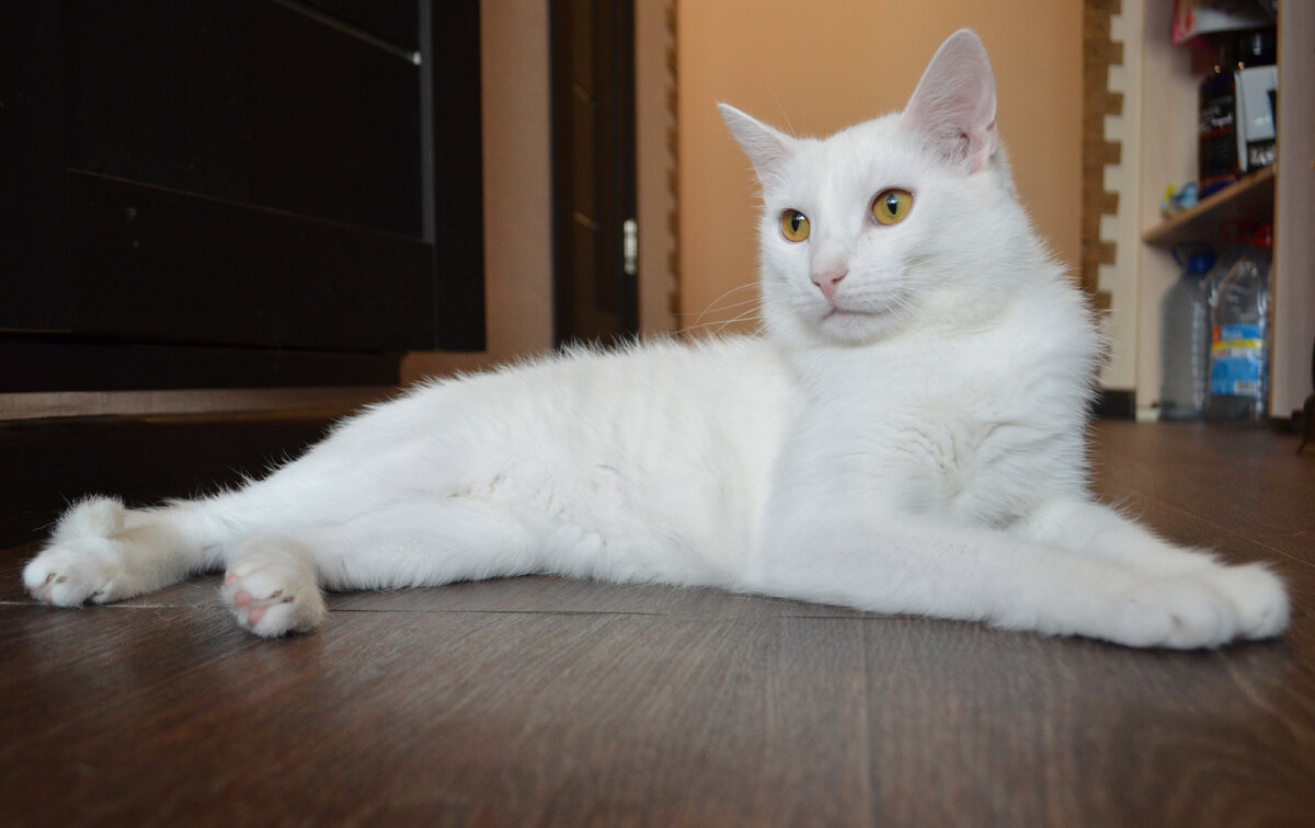 Фото Кокоса из личного архива