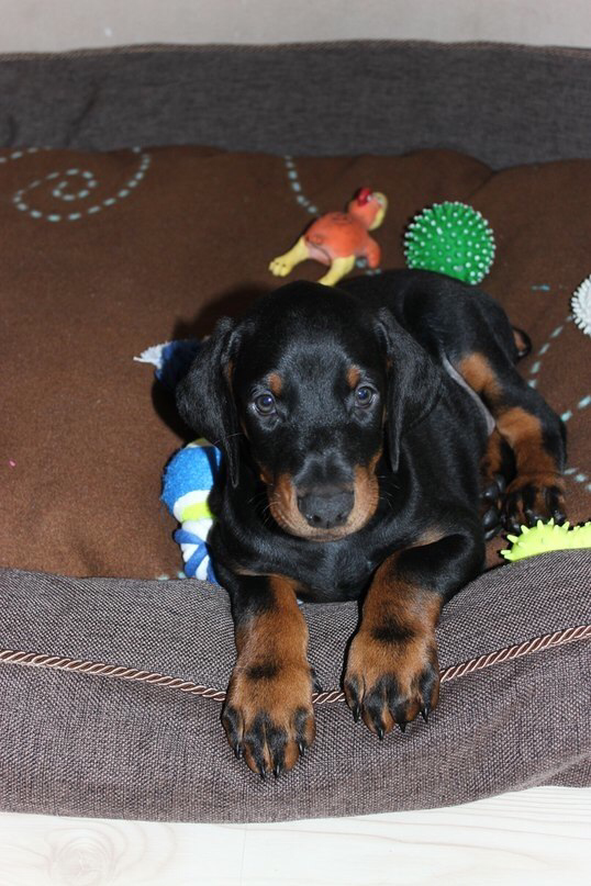 Гранд, 47 дней. 