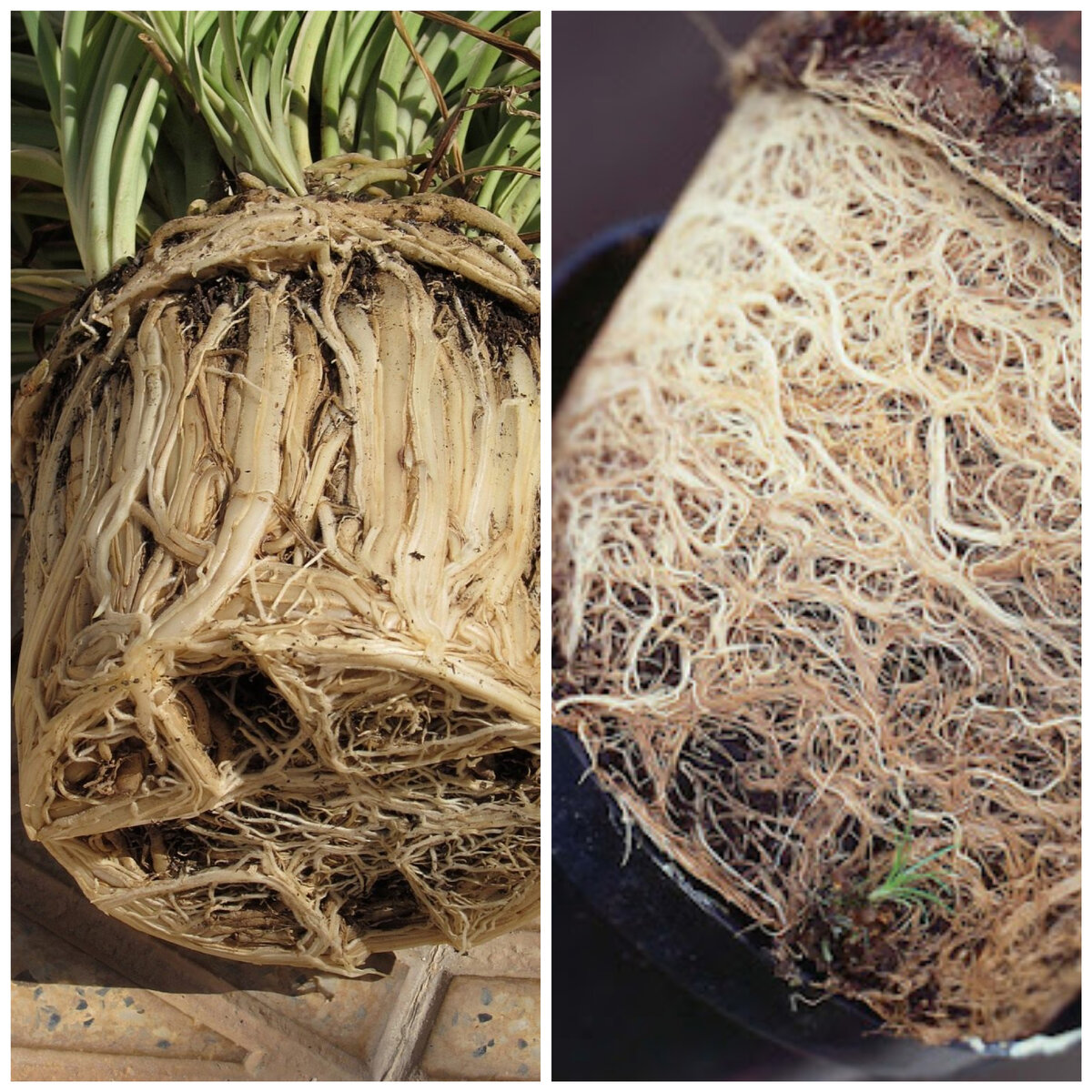 Растению явно требуется горшок большЕго размера 