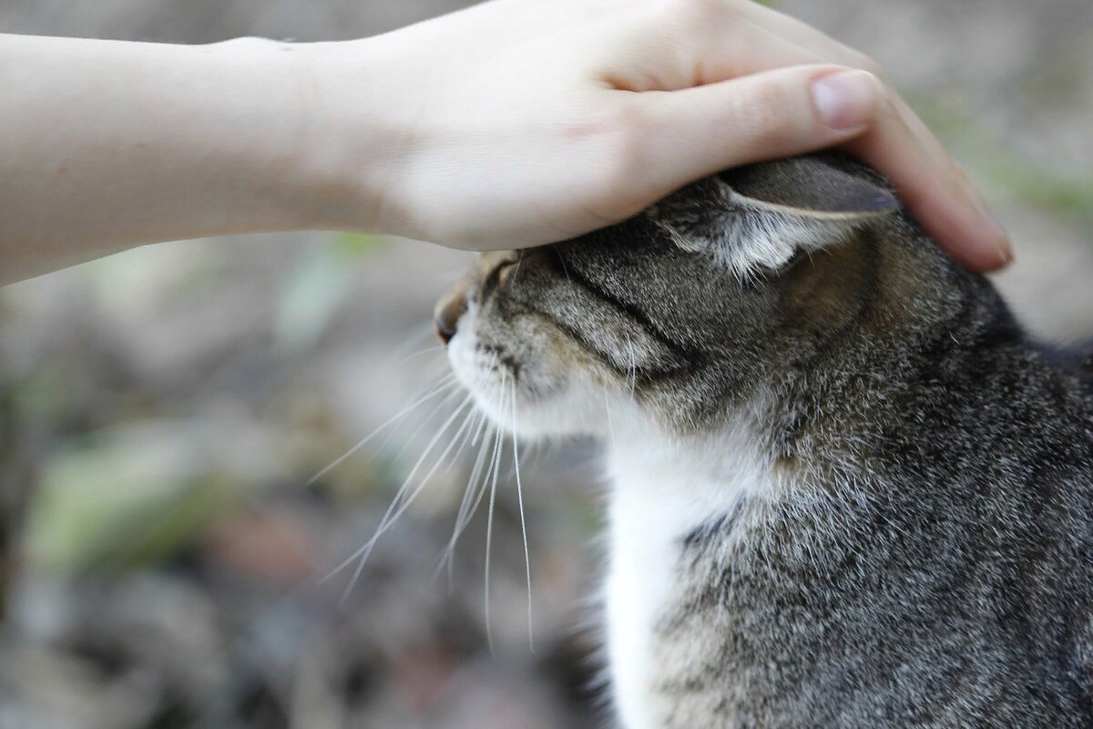 😻Что происходит в организме человека, который часто гладит кошку | Нос,  хвост, лапы | Дзен