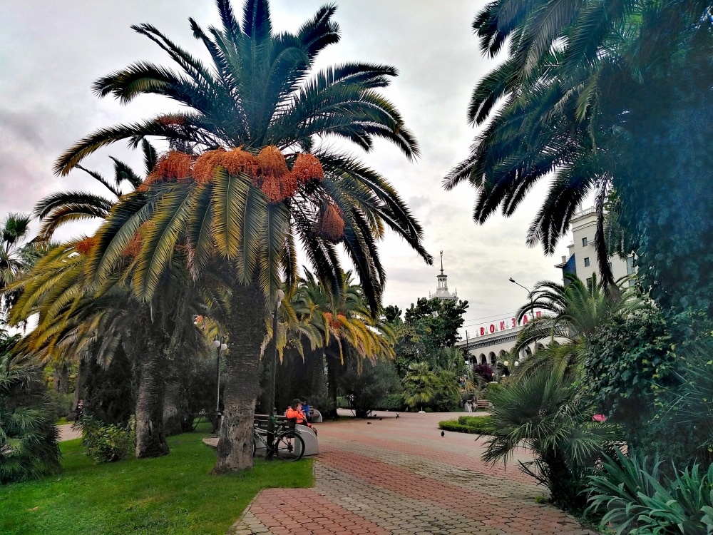 Пальмы около ЦУМа (напротив ж/д вокзала Сочи). Фото автора