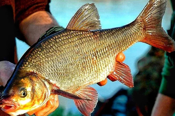 Добавьте описание