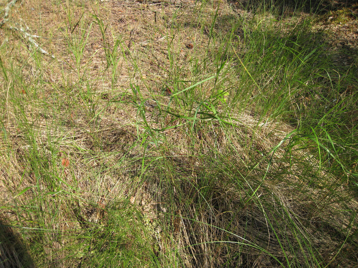 Место лёжки