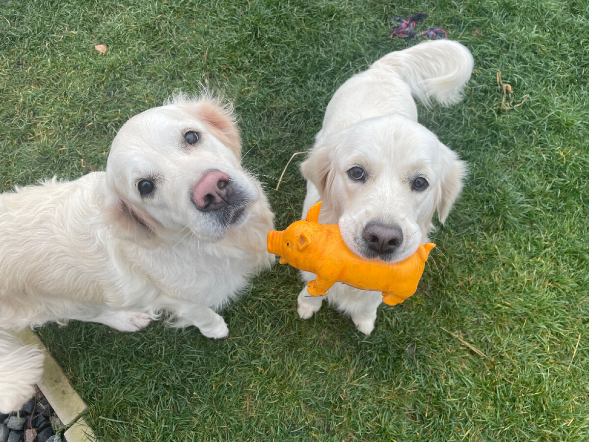 Руби жалуется, что Мэди отобрала игрушку. Но Мэди стоит довольная. ))