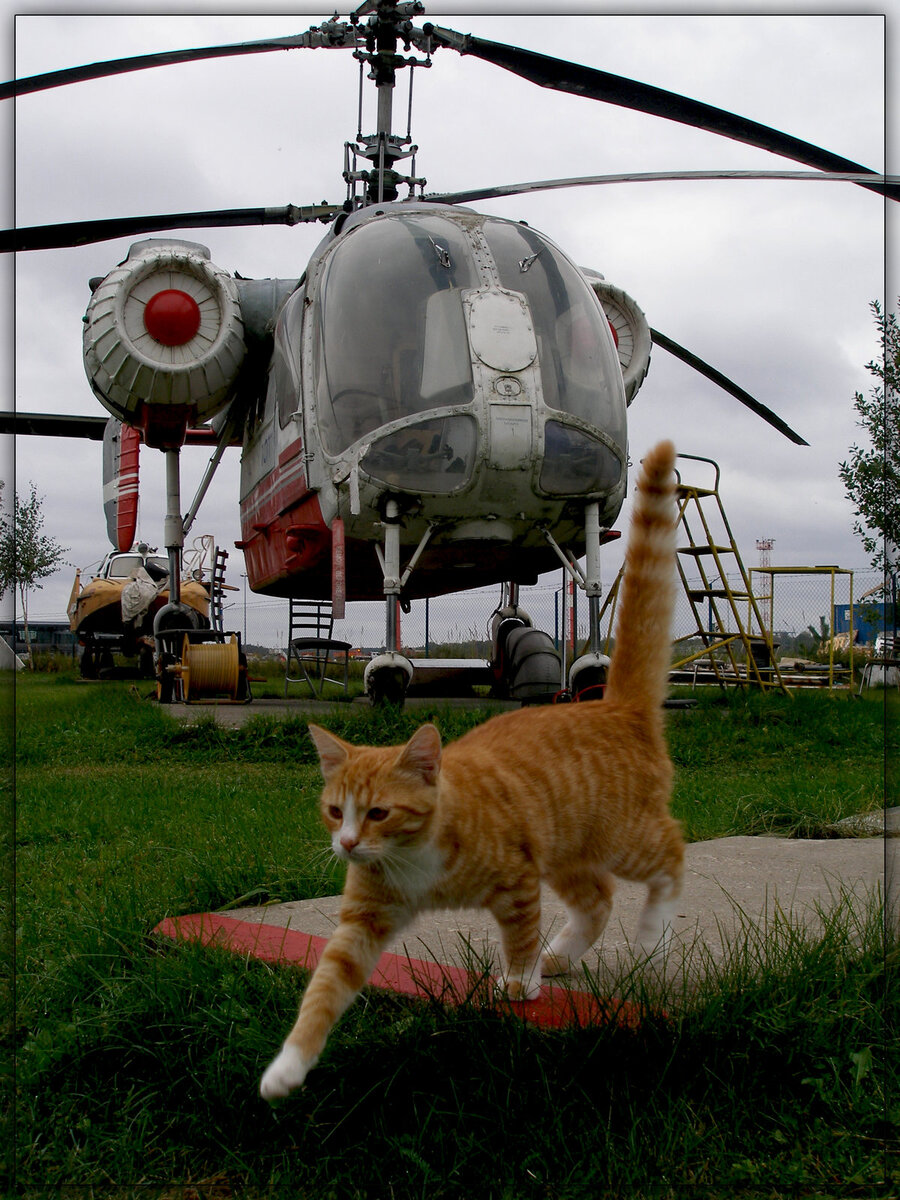 Котики вертолетики купить