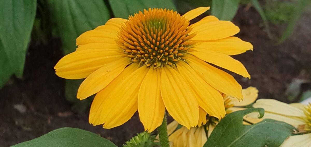 Желто-оранжевый цветок Гранады Голд. Листаем галерею. 5 фотографий