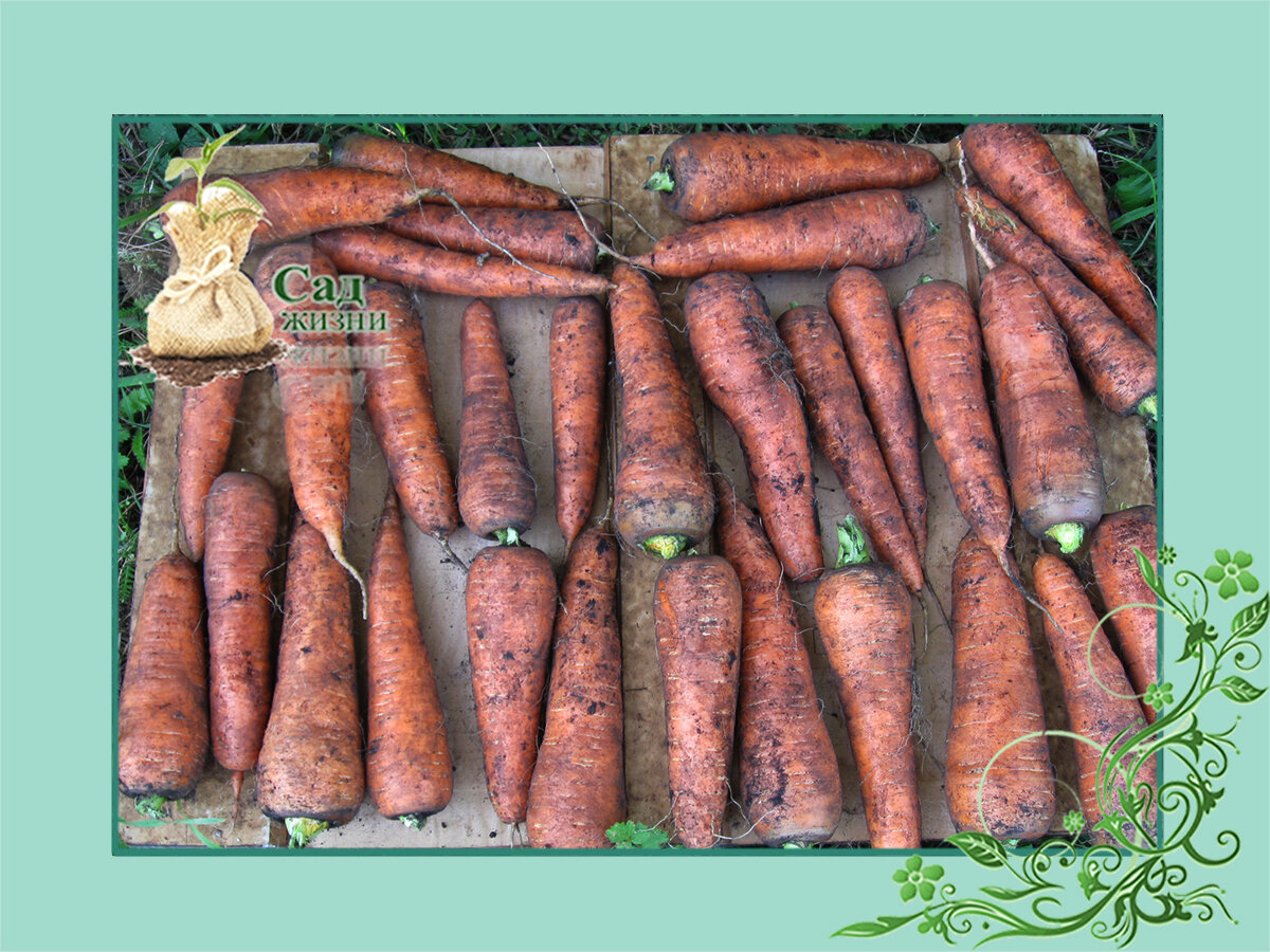 Как хранить корнеплоды, если нет погреба.