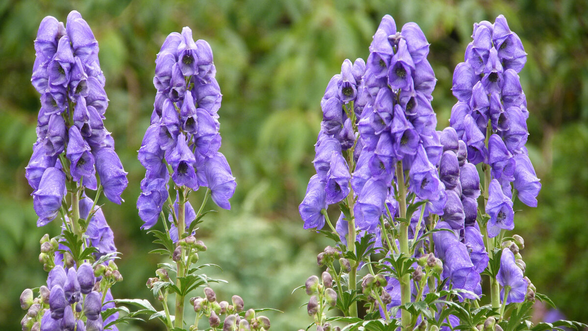 Шлемник байкальский
