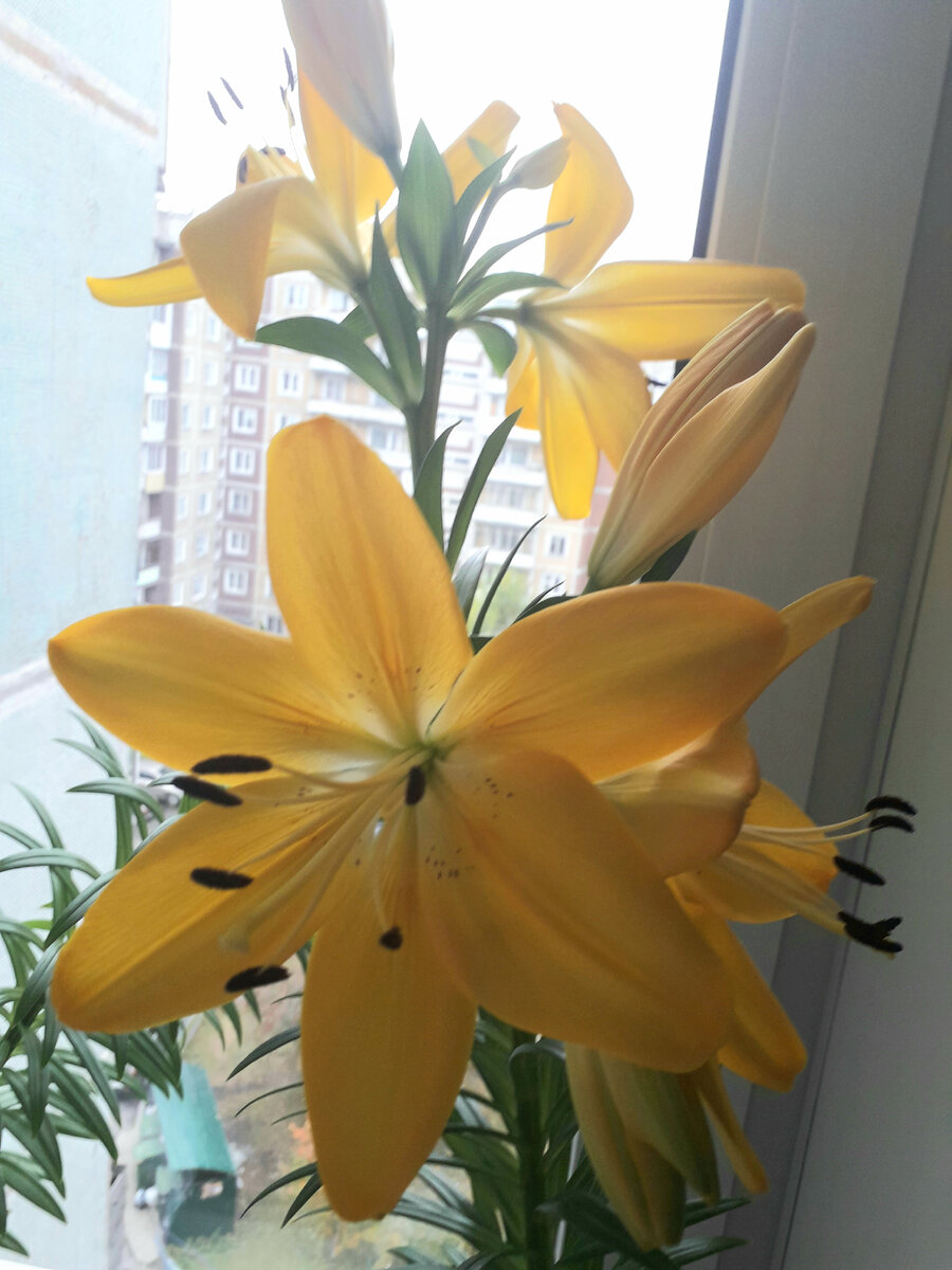 Лилии- желтые солнышки