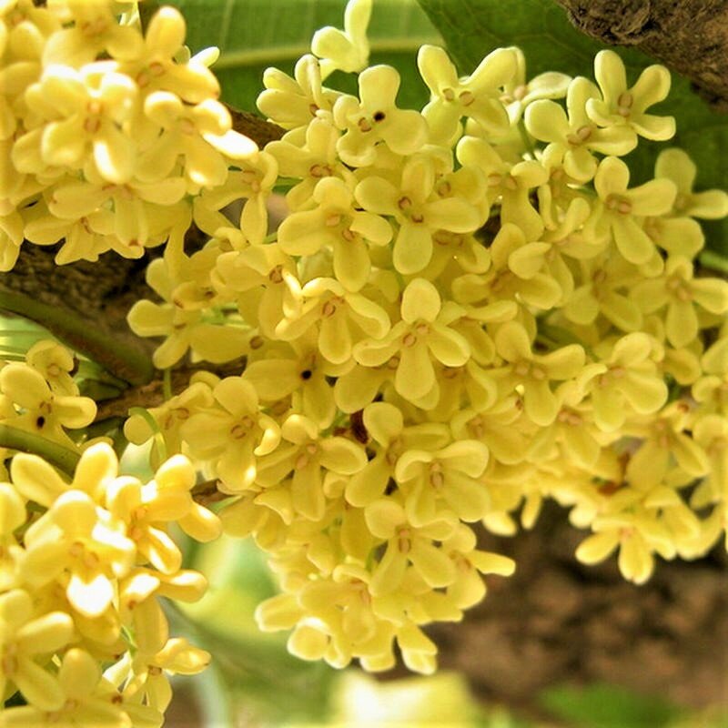 Османтус fragrans