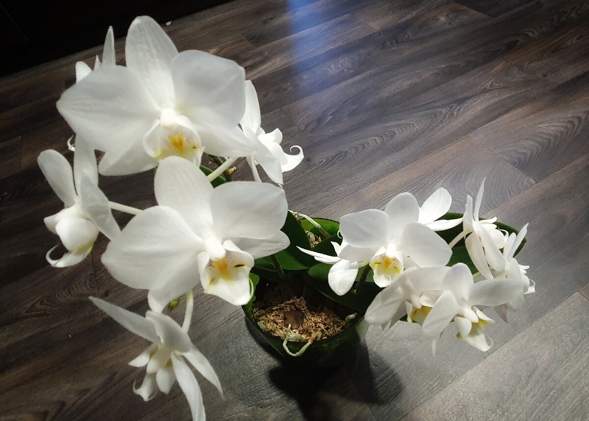Орхидеи зимой как ухаживать