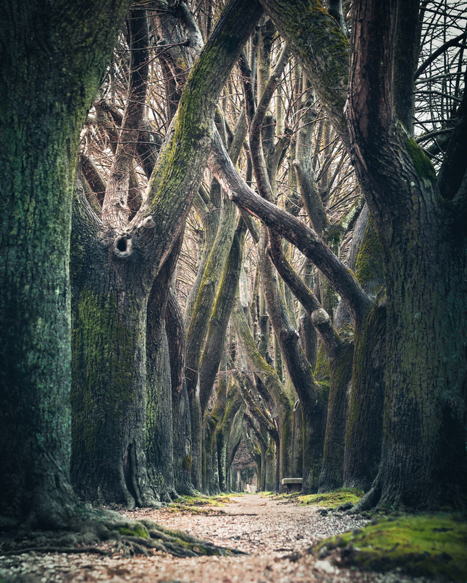 Лес секвой. Шервудский лес каменный мост. Тропический лес парка олимпик. Суаньский лес бельгия. Шервудский лес уфа.