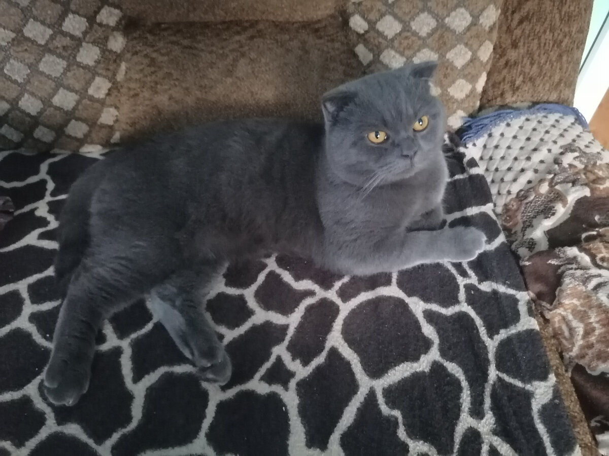 Кот Алекс. Личное фото.