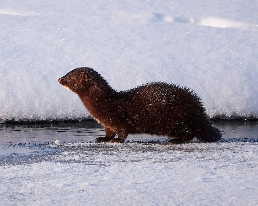 из сети интернет