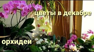 Орхидеи без ухода и полива , комнатные цветы.