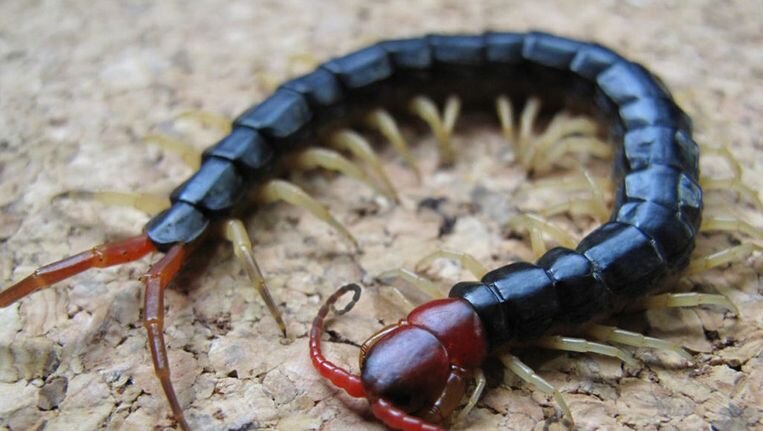 Scolopendra subspinipes multilang