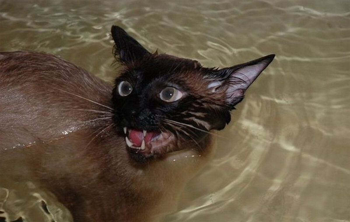 Кот после купания. Мокрая кошка. Котенок купается. Мокрые сиамские коты. Сиамская кошка купается.