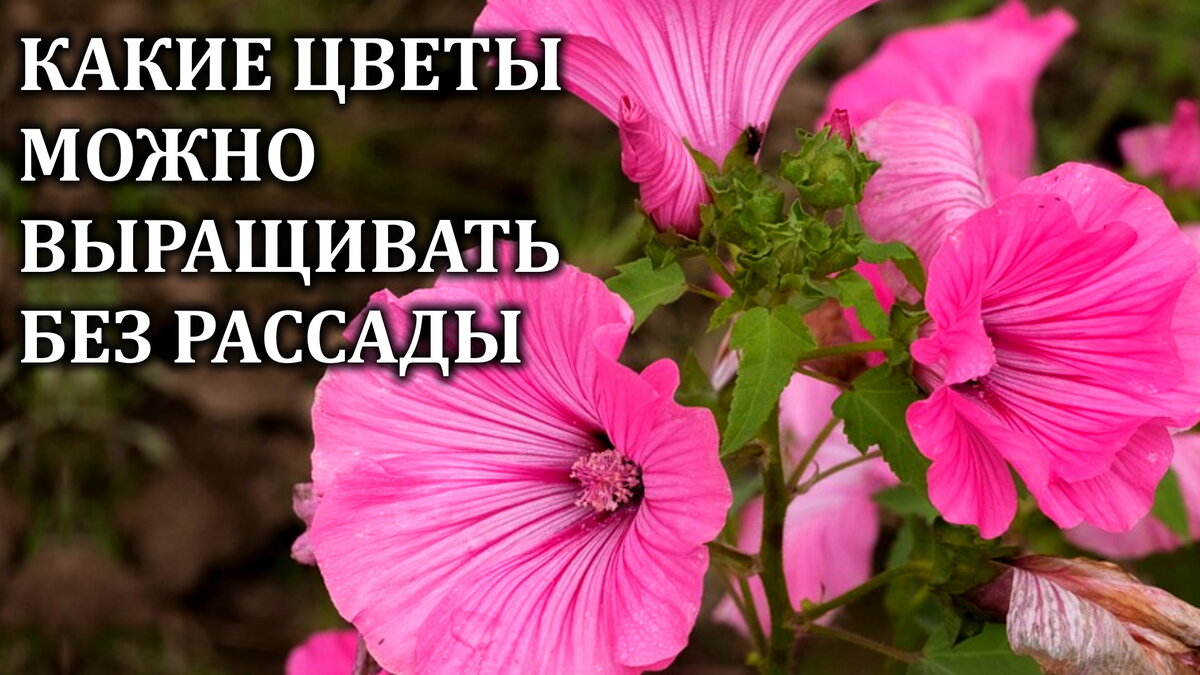 Какие однолетние цветы можно выращивать без рассады | Любимая усадьба | Дзен