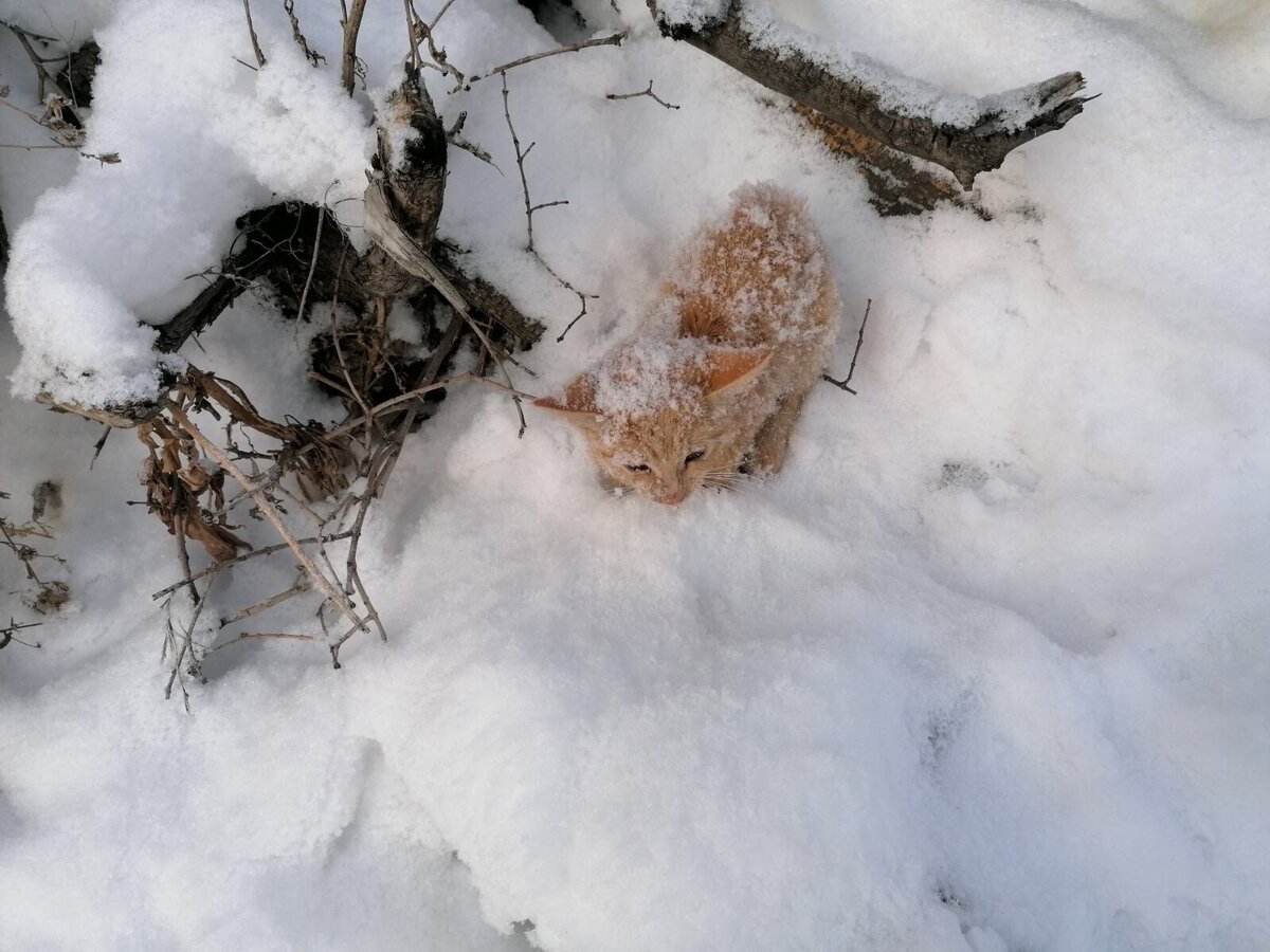 Вам случалось в холодный денек, кутаясь в теплую куртку и прикрывая лицо от мороза, задаваться вопросом: а как выживают зимой животные? Например, маленькие уличные кошки, которые не могут переждать холода в теплой квартире. На самом деле об усатиках позаботилась сама природа. Кошачий организм начинает готовиться к холодам заблаговременно. К зиме кошки начинают набирать вес, у них становится гуще и длиннее шерсть, поэтому в зимний период они практически не линяют. С приближением холодов кошки моются реже обычного, ведь влажная шерстка не способна согреть их. Благодаря густой шерсти усатики не так чувствительны к перепадам температуры как люди. Они вполне комфортно себя чувствуют и при минус 15–20 градусов по Цельсию при условии, что прогулка по улице будет короткой. При длительном пребывании на улице в такой мороз кошка может переохладиться. Кроме того, она может отморозить уши и подушечки лап, лишенные шерсти.
Чувствуя скорое приближение зимы, кошки переходят на режим сбережения энергии. Они ищут себе теплое местечко, например, в подвале жилых домов. Там они проводят большую часть дня, экономя силы. Также кошки зимой любят ютиться под автомобилями, где они укрыты от снега и ветра. Поэтому совет и просьба ко всем автомобилистам — садясь за руль, всегда проверяйте нет ли под капотом кошки.
Да, кошки способны выжить зимой, но для них это всегда испытание. Вы можете облегчить их участь. Самое важное для бездомных животных зимой - это горячее питание. Поэтому если возле вашего дома живут уличные коты — не пожалейте для них немного еды, это поможет им перезимовать. Также если вы можете пустить кошку в теплое место — неприменимо сделайте это. Помните: кошка в вашем жилом доме, на чердаке или подвале, гарантирует, что у вас не заведутся грызуны.
Самое лучшее, что вы можете сделать — подарить несчастному коту дом и свою любовь. Разумеется, такая возможность есть не у каждого. Но вы можете написать о животном в приют или помочь найти для него семью самостоятельно. Наверняка, найдутся те, кто захочет подарить усатику новую жизнь.
