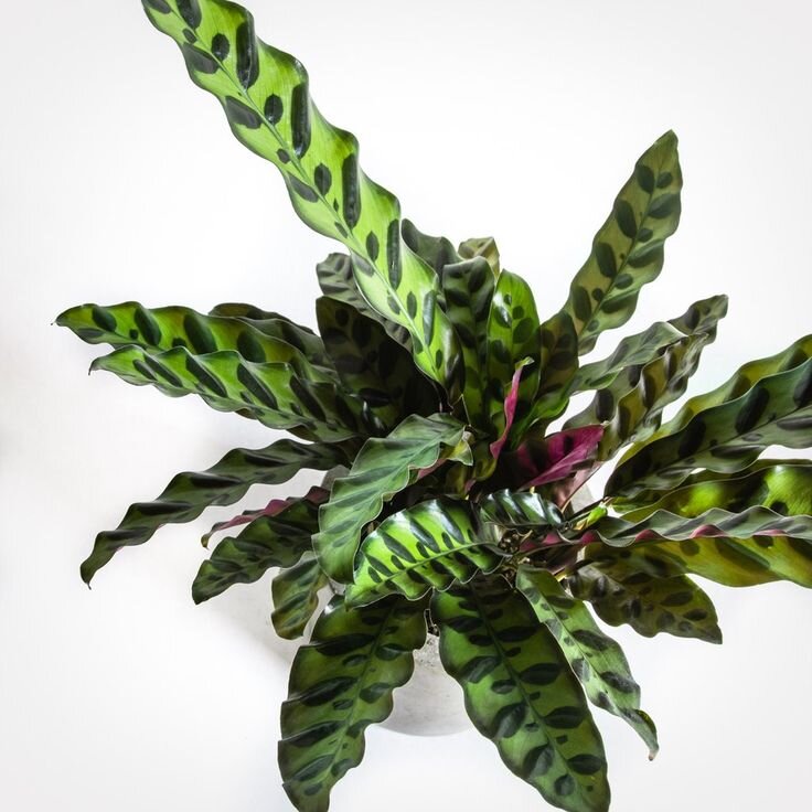 Calathea lancifolia 