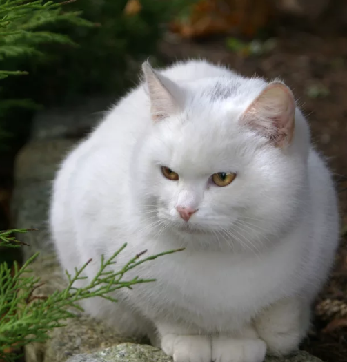 Фото взято в качестве примера к публикации из Яндекс Картинок 