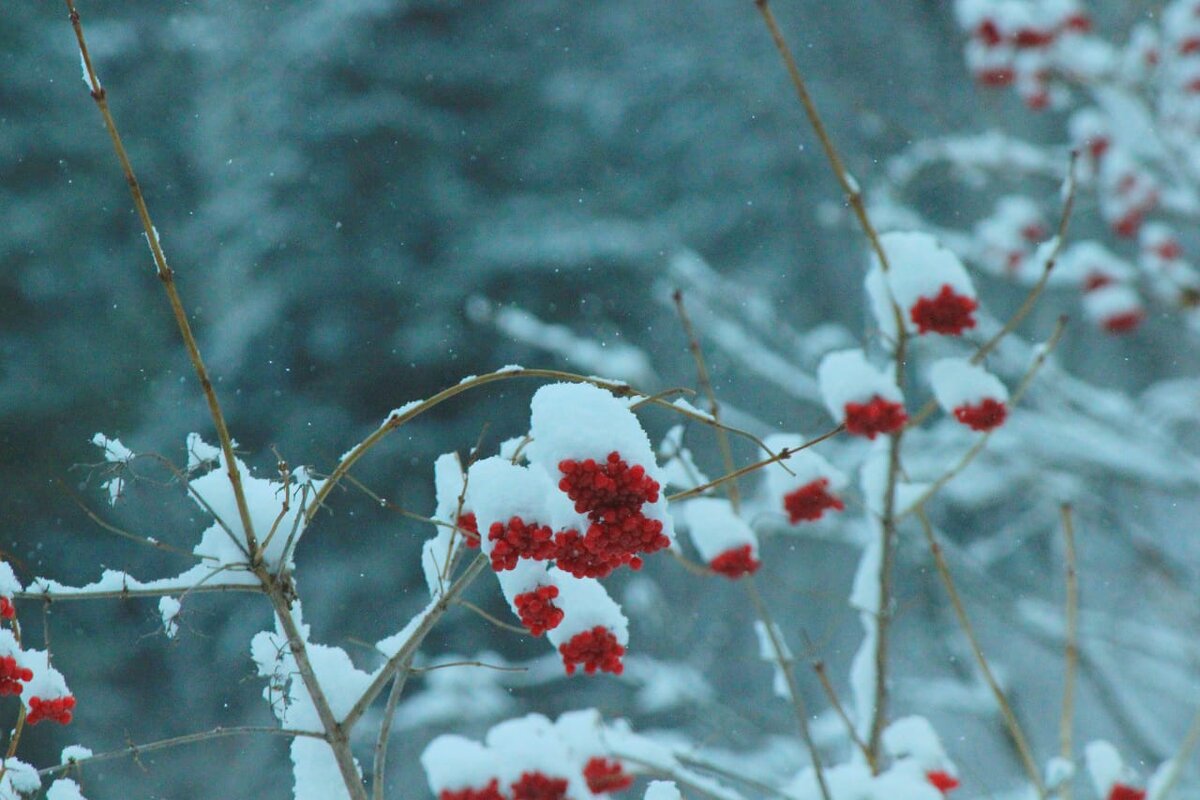 Цветы будто снегом припорошены название.
