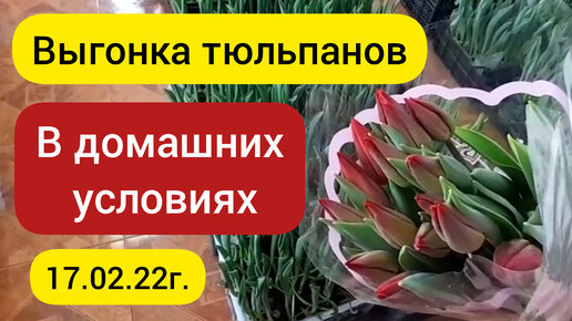 ⚫Выгонка тюльпанов / Выгонка тюльпанов в домашних условиях / 17.02.2022г.