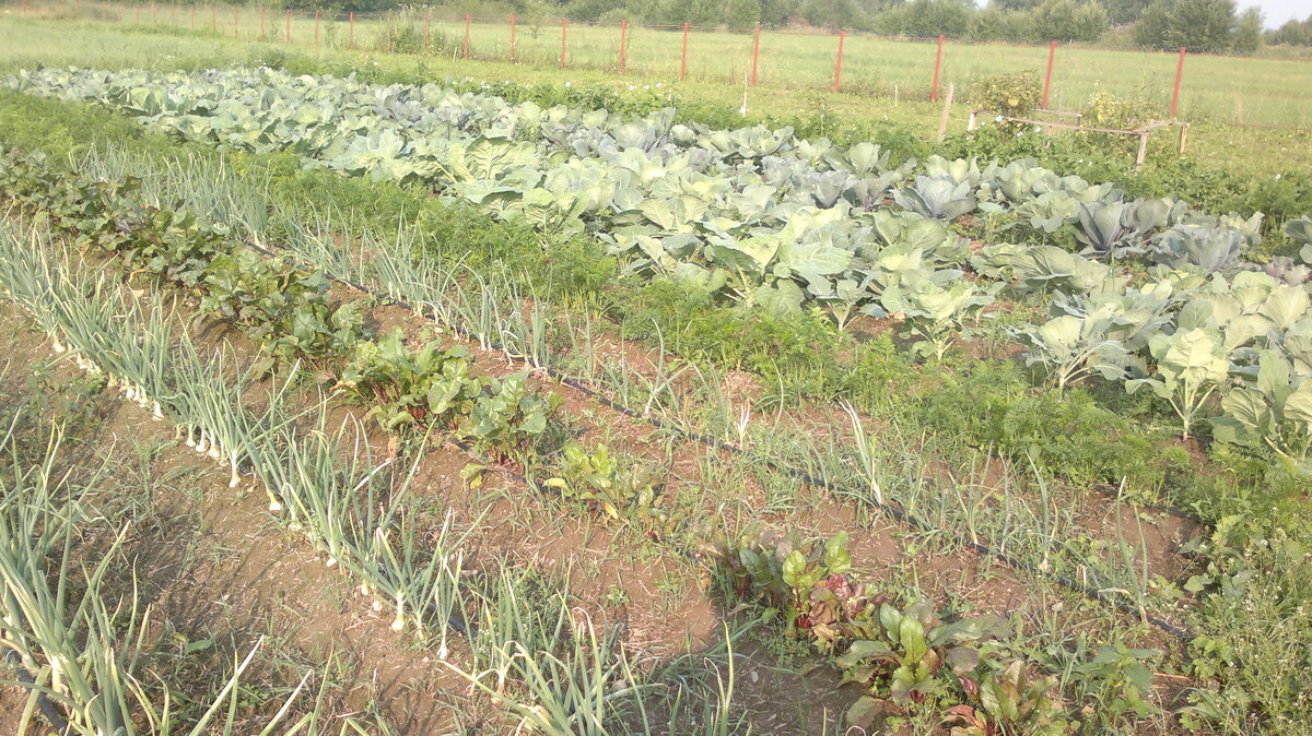 Зелень на поле