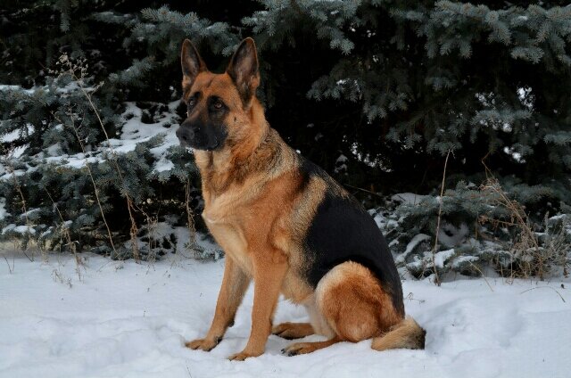 Картинка по запросу немецкая овчарка