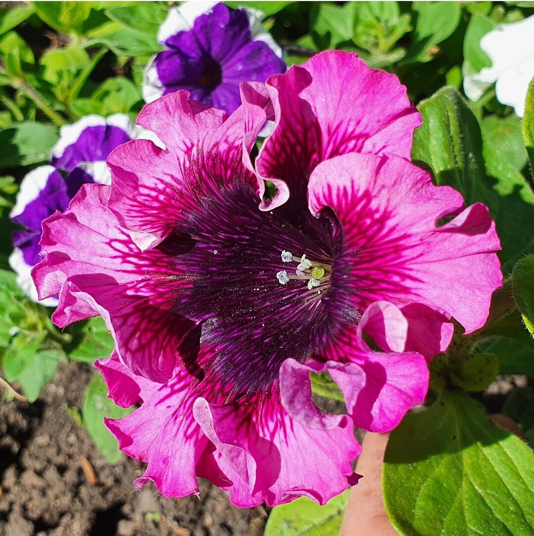 Ну разве не шикарная?