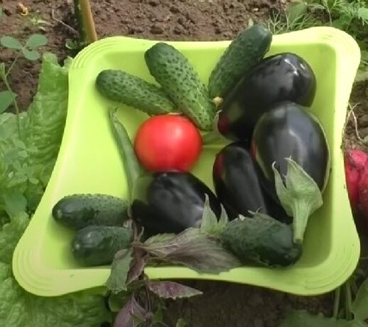 Вот такие вкусные плоды и насыщенный вкус обещает нам садовод, который применил это т чудодейственный препарат. 