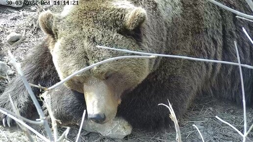 Прямая трансляция жизни бурого медведя Мансура