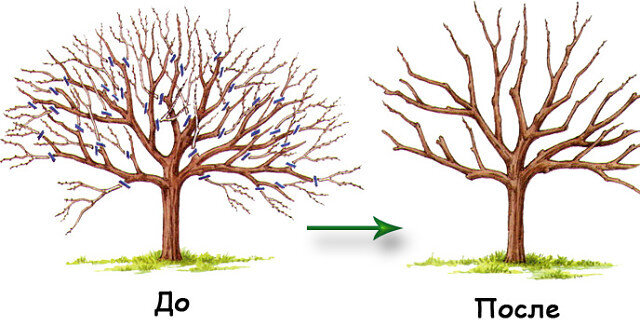 Фруктовые деревья до и после обрезки. Схема взята из свободных источников в интернете. 