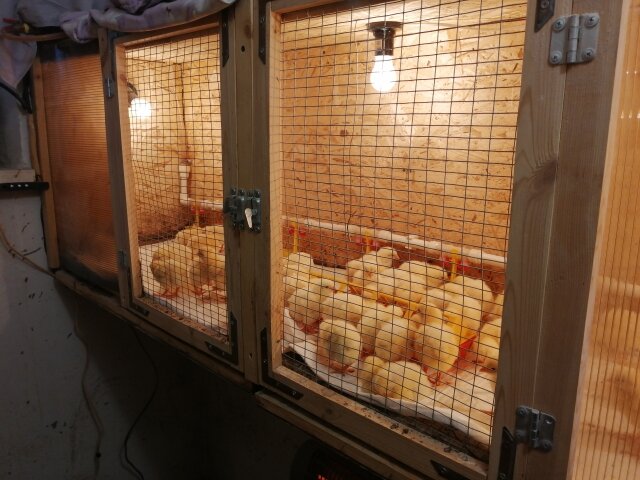 Первые 5 дней цыплята содержаться на одноразовой пеленке