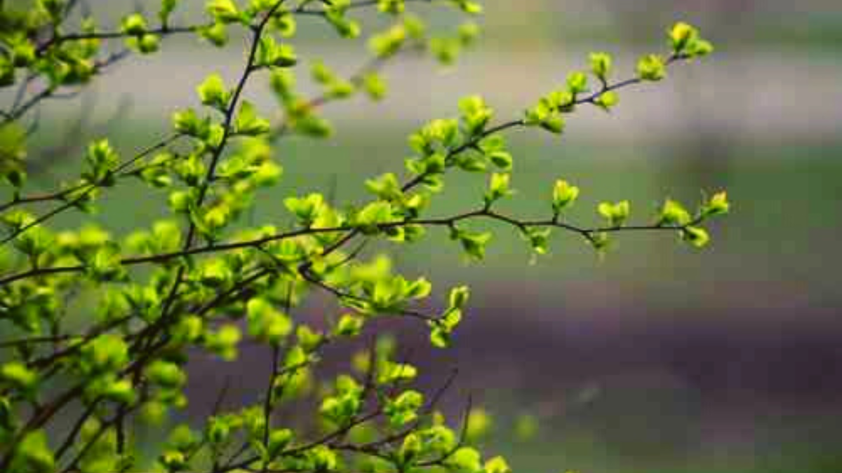 В природе есть удивительные праздники первая зелень. Весенняя зелень. Ветка дерева. Ветки весной. Весенние листья.