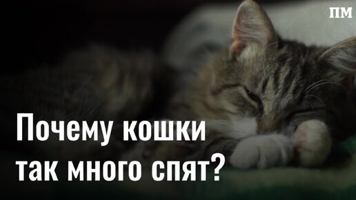Почему кошки много спят и днем