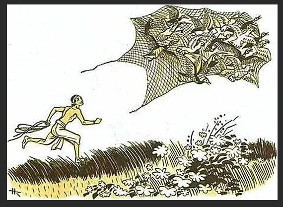 Танцы с бубном: великолепные танцы рябчиков в период размножения