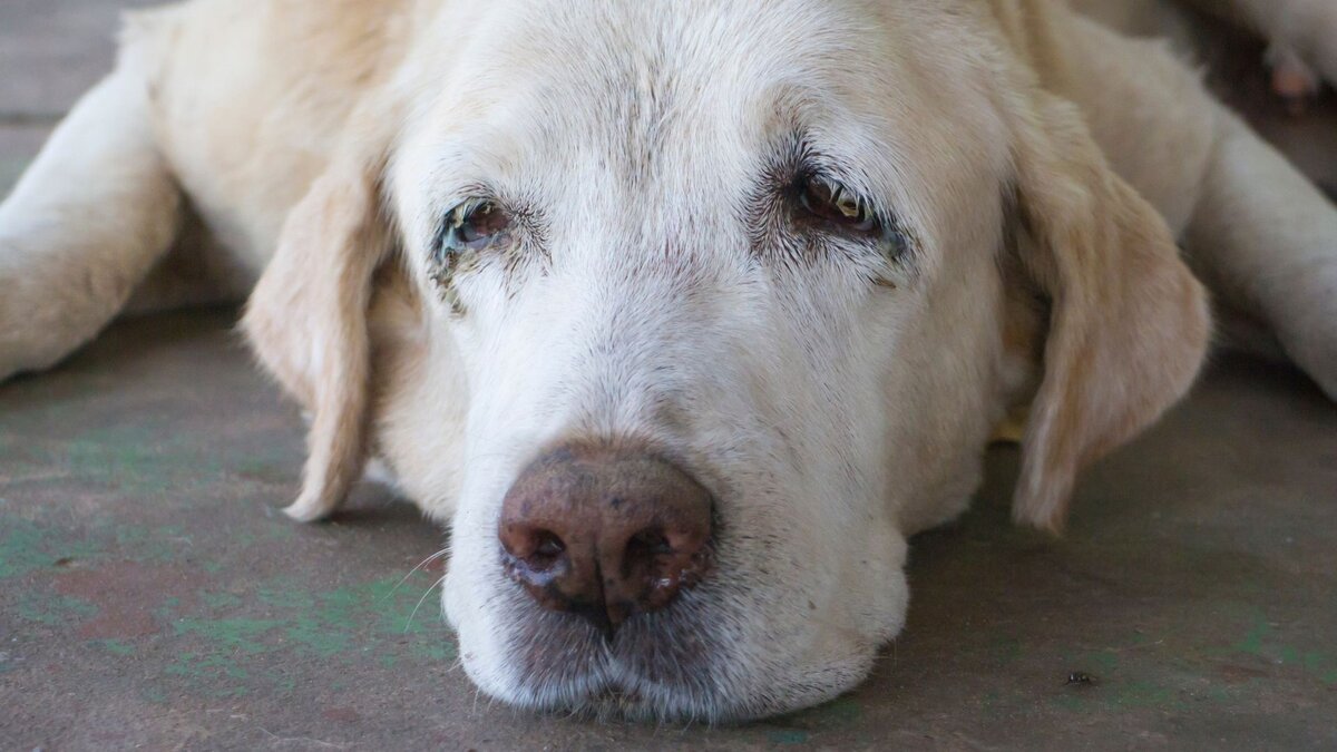 Старая собака: как облегчить жизнь вашего питомца? | Dog Breeds | Дзен