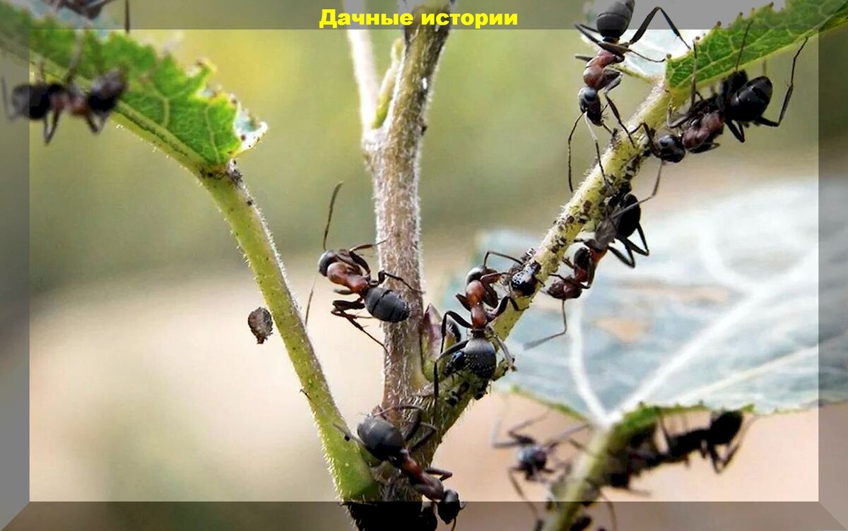 https://vk.com/photo-159774511_457253793