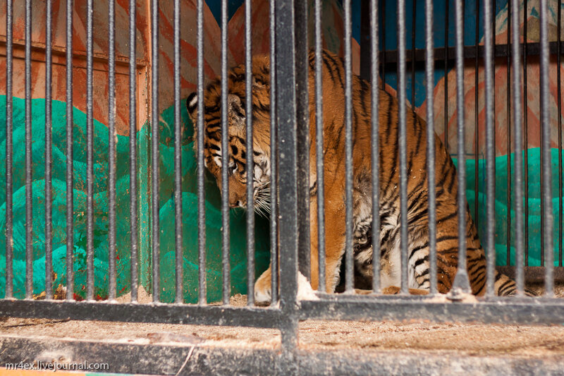 Из открытых источников