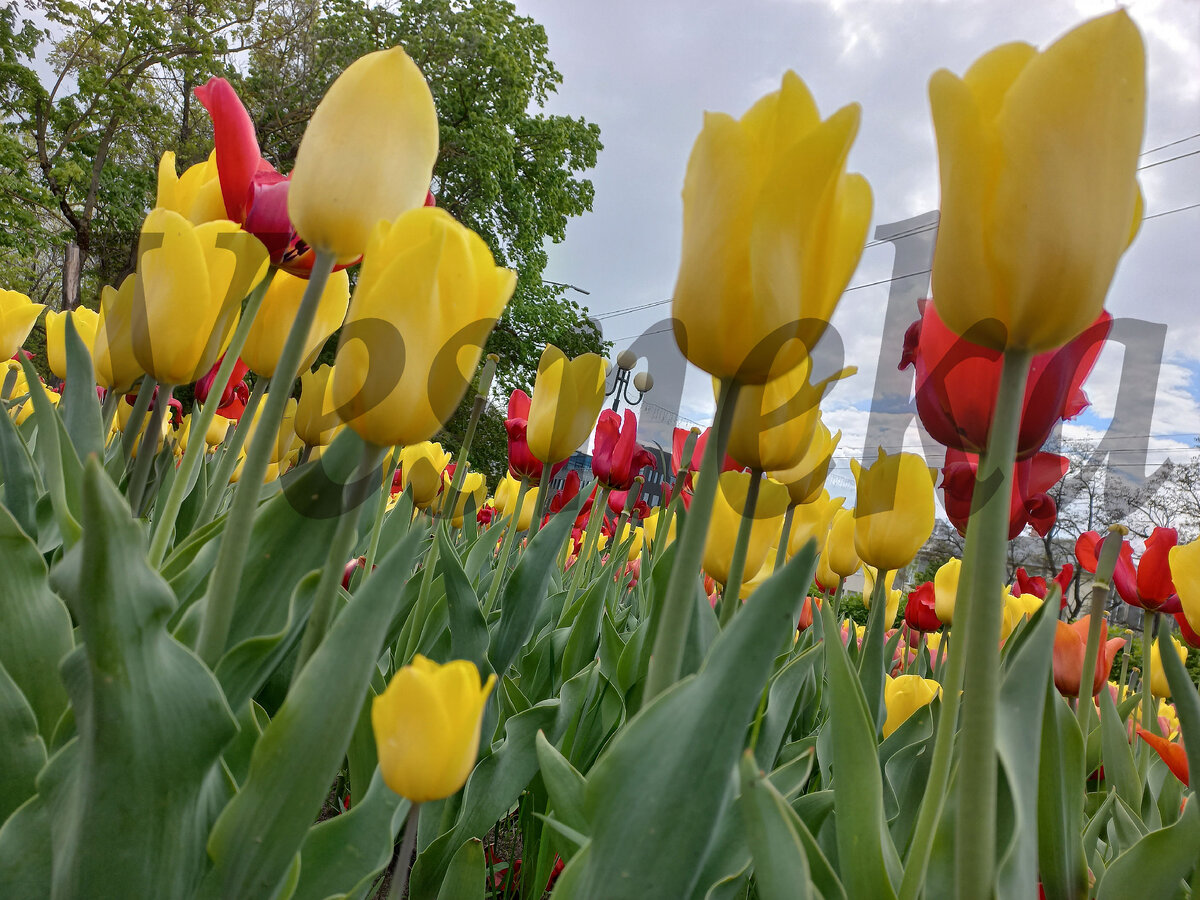 Фото автора