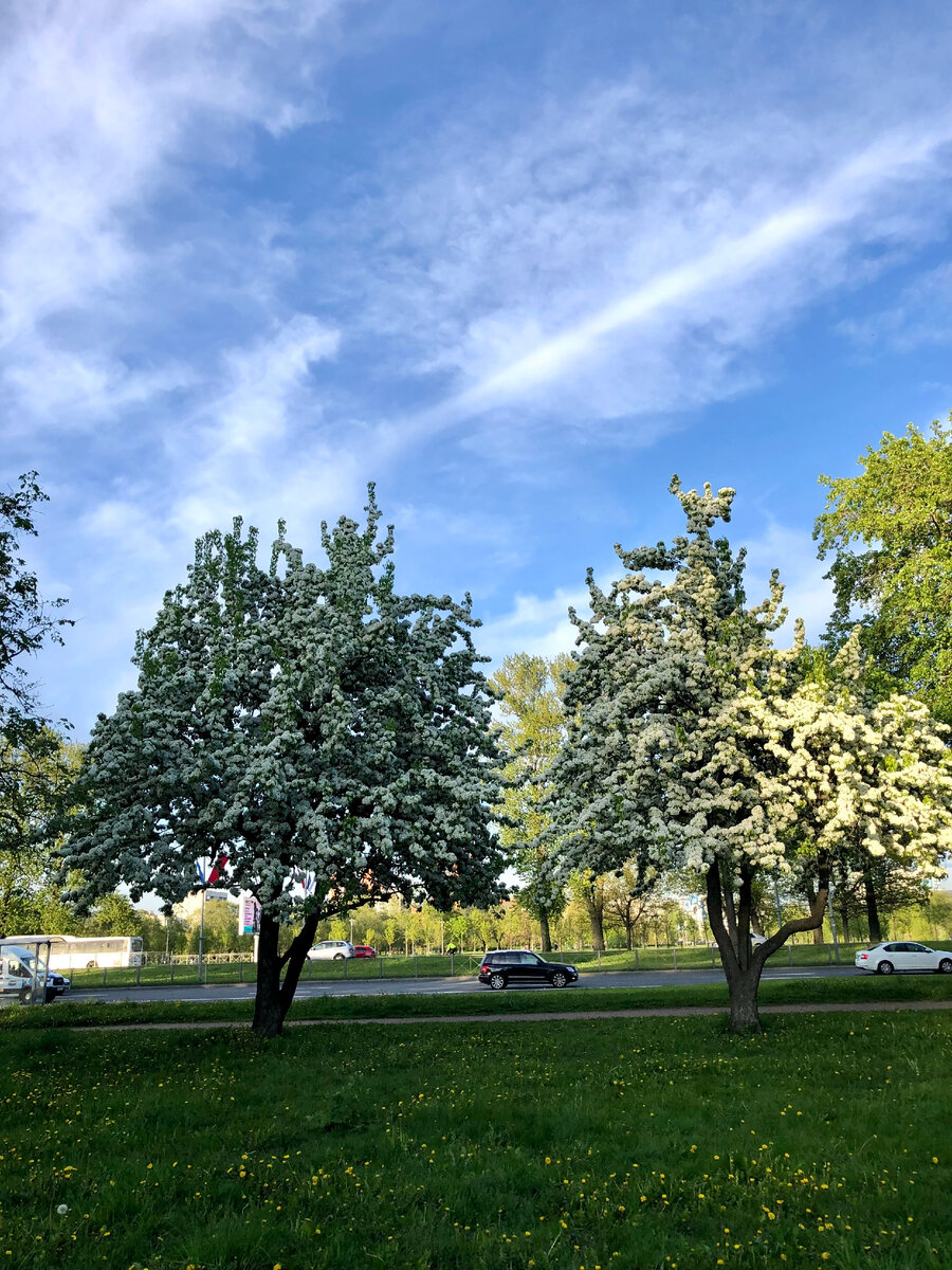 Цветущие деревья возле Пулковского шоссе. Фото из личного архива, май 2022