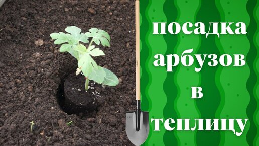 Посадка арбузов.Что положить в лунку