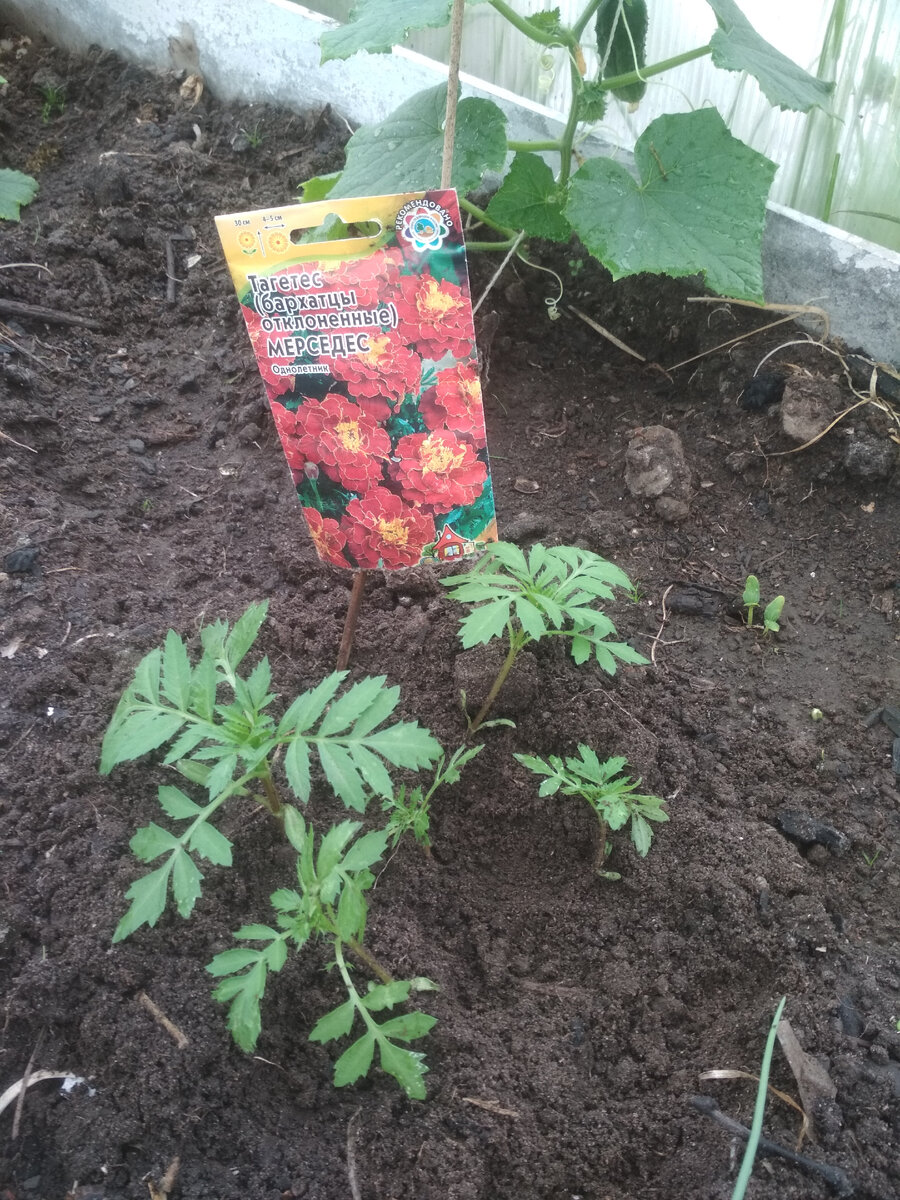 Мерседес - сорт бархатцев