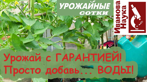 Урожай НЕ СГОРИТ! Томаты и перцы УДИВЯТ урожаем! Просто добавь... воды!