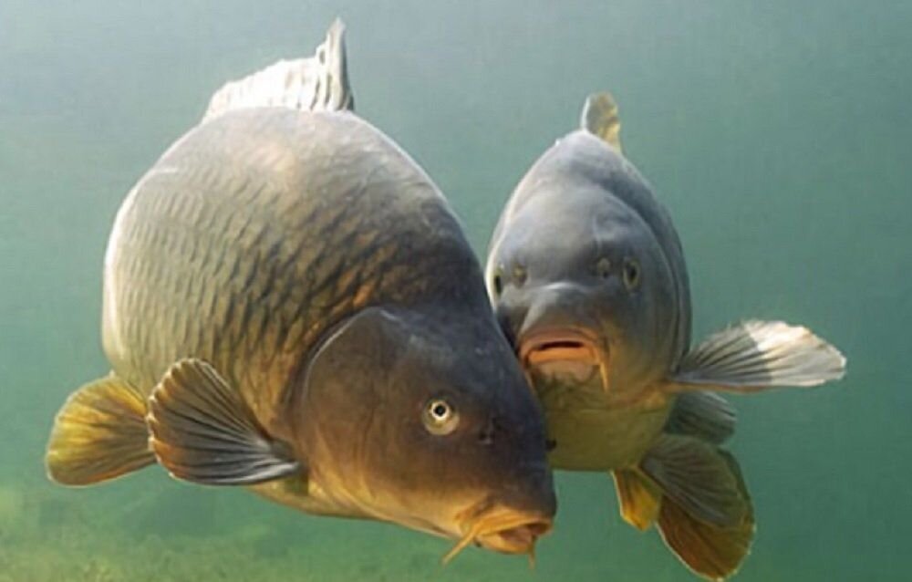 Большие Карпы 