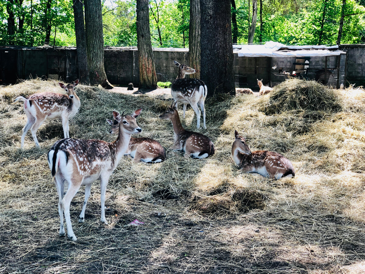 Разве эти великолепные животные могут не понравиться?💙